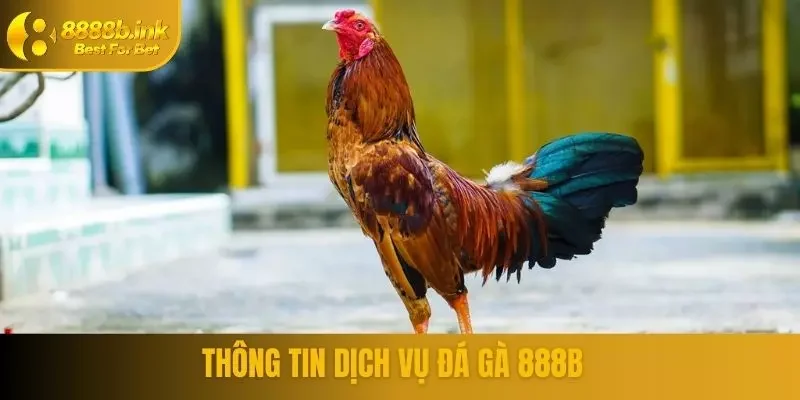 Thông tin dịch vụ đá gà 888B