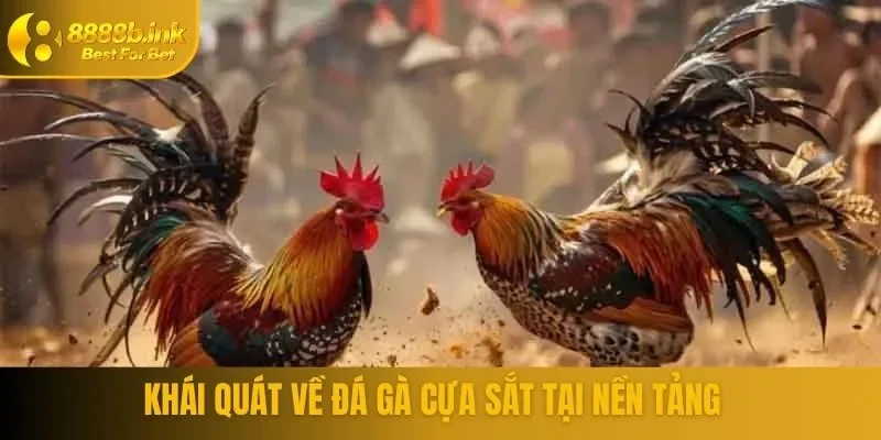 Khái quát đá gà cựa sắt