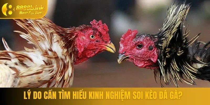 Những lý do cơ bản